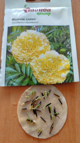 Чорнобривці Місячне Сяйво 0,2г. СЦ схожість 64% 12.2025р