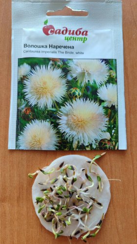 Волошка Наречена біла 0,3г СЦ 03.2026р