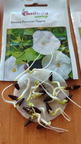 Іпомея Ранкові Перли 0,5г СЦ 01.2026р