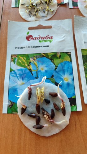 Іпомея Небесно-синя 0,5г СЦ 09.2024 50% схожість