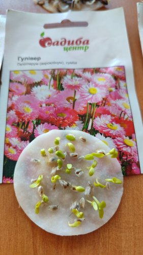 Геліптерум розеум Гулівер, суміш 0,1г СЦ 02.2026р