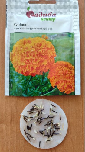 Чорнобривці Купідон оранжеві 0,2 г. СЦ 03.2026р
