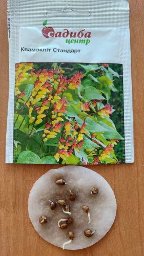 Квамокліт Стандарт 0,2г СЦ 03.2026р