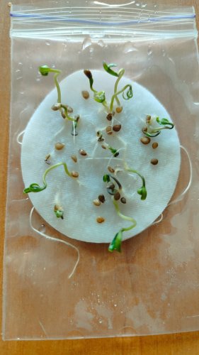 Томат Рання Любов 5г зіп пакет Україна 85% схожість