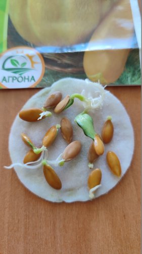 Диня Ефіопка 2г. 2025р Агрона