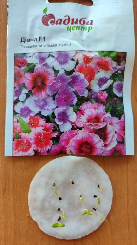 Гвоздика Діана F1 суміш 10 гранул 01.2024 СЦ