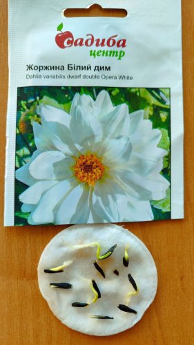 Жоржина Білий дим 0,1г 02.2024р СЦ