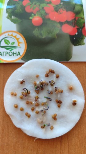 Томат Балконна зірочка 0,1г 2023р Агрона