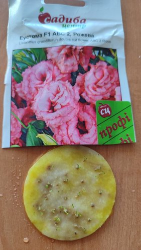 ПРОФ Еустома АВС 2 F1 рожева махрова 50 гран.2023р СЦ