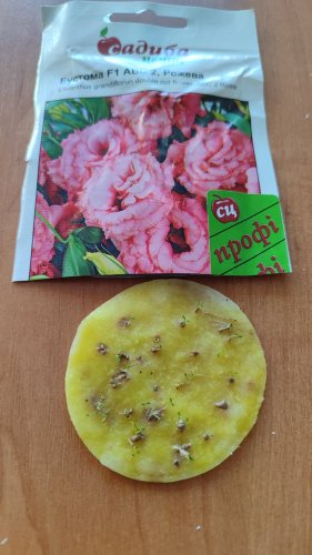 ПРОФ Еустома АВС 2 F1 рожева махрова 50 гран.2023р СЦ