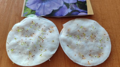 Петунія Блю Бедер 0,1 г. 2024р 80% СЦ Традиція