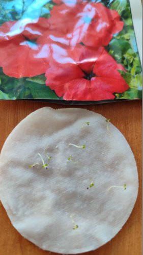 Петунія Маріка F1 червона 10 гранул. СЦ