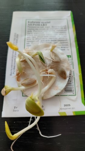 Кабачок-цукіні Аеронавт 2г. 2025р Агрона