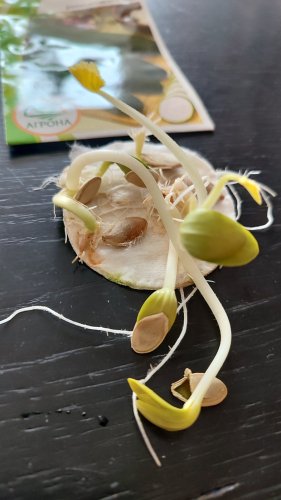 Кабачок-цукіні Аеронавт 2г. 2025р Агрона