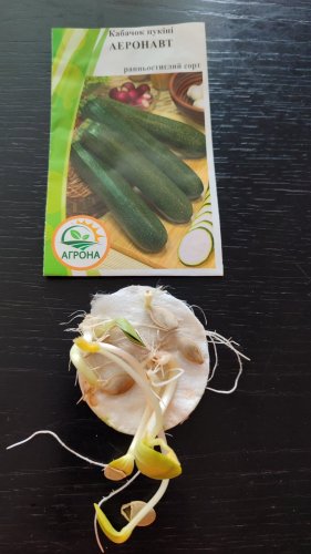 Кабачок-цукіні Аеронавт 2г. 2025р Агрона