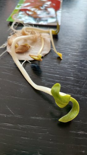 Гарбуз Мускат де Прованс 2г. 2024р Агрона