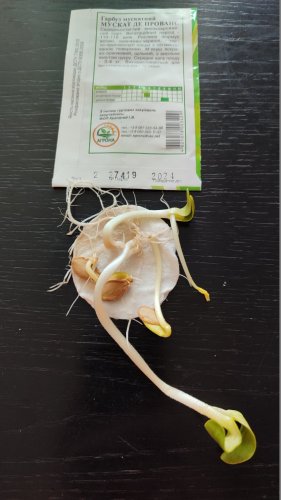 Гарбуз Мускат де Прованс 2г. 2024р Агрона