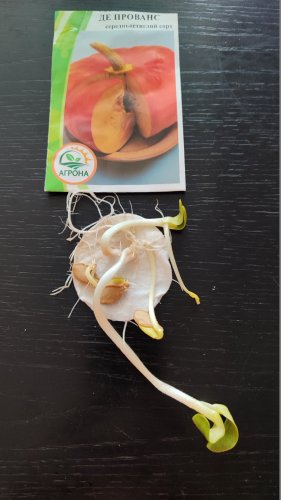 Гарбуз Мускат де Прованс 2г. 2024р Агрона