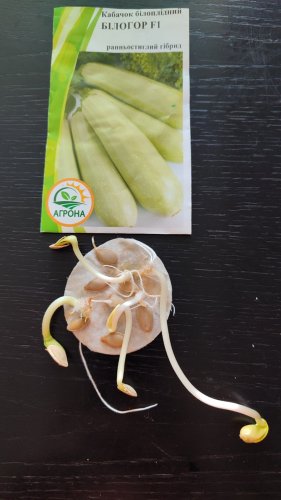 Кабачок Білогор F1 2г. 2025р 85% схожість Агрона