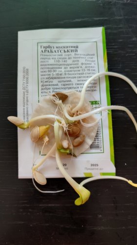 Гарбуз Арабатський 2г. 2025р 78% схожість Агрона