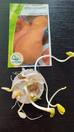 Гарбуз Арабатський 2г. 2025р 78% схожість Агрона