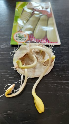 Кабачок Грибовський 37 2г. 2025р Агрона