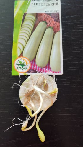 Кабачок Грибовський 37 2г. 2025р Агрона