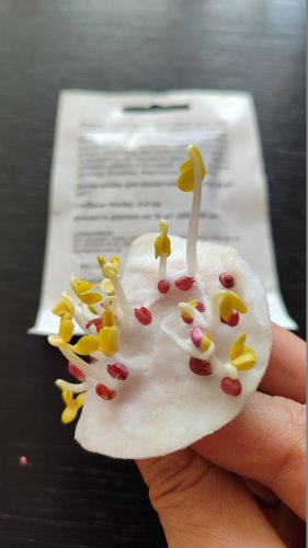 Редька Дайкон 2г. 09.2024р 99% схожість СЦ Традиція