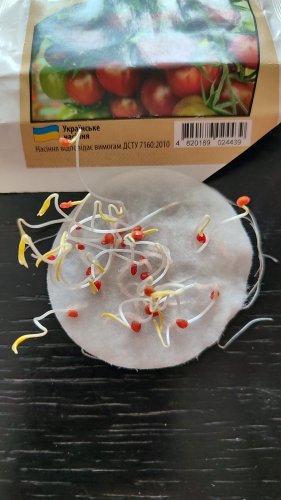 ПРОФ Томат Пляжний черрі 5г 01.2024р СЦ Традиція