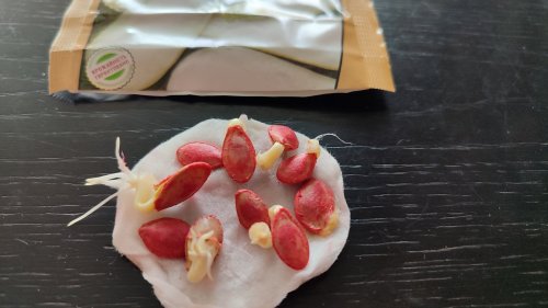 ПРОФ Кабачок Білоплідний 10г. СЦ 06.2024р 70% схожість Традиція