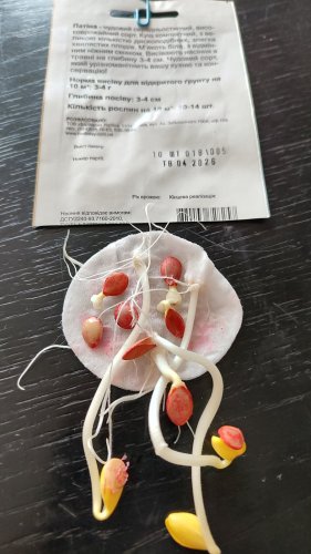 Патисон Патіна 10 шт СЦ  Традиція