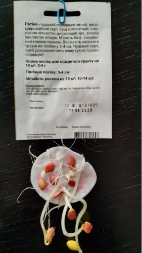 Патисон Патіна 10 шт СЦ  Традиція