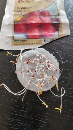 ПРОФ Томат Вернісаж 5г  05.2024р 99% схожість СЦ Традиція