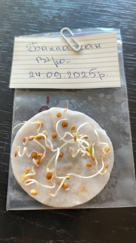 Баклажан Віра 0,5г. 2025р Агрона