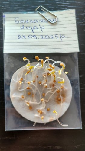 Баклажан Ягуар 0,5г 2025р Агрона