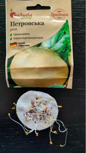Ріпа Петровська 2г СЦ 05.2024р 80% схожість Традиція