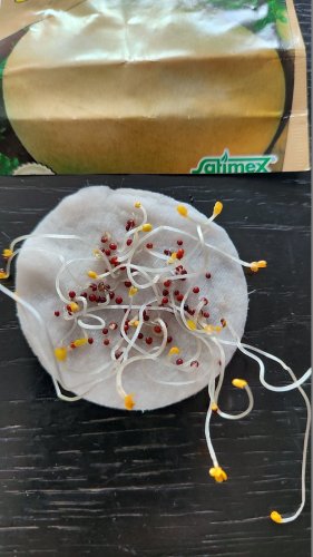 Ріпа Петровська 2г СЦ 05.2024р 80% схожість Традиція