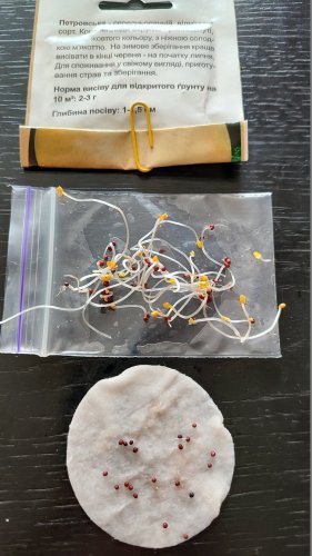 Ріпа Петровська 2г СЦ 05.2024р 80% схожість Традиція