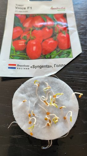 Томат Улісе F1 20 нас 02.2024р 100% схожість СЦ 
