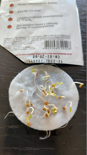 Томат Улісе F1 20 нас 02.2024р 100% схожість СЦ 