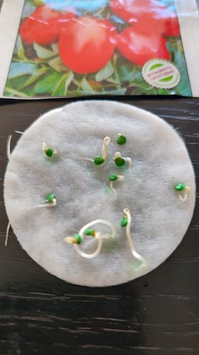 Томат Галілея F1 10 нас 05.2024р 100% схожість СЦ