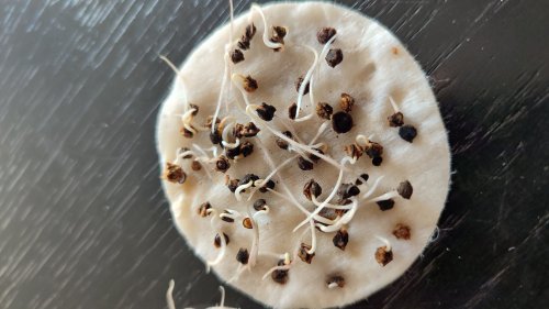 Буряк цукровий Владівський 752 пакет зіп 30г Україна