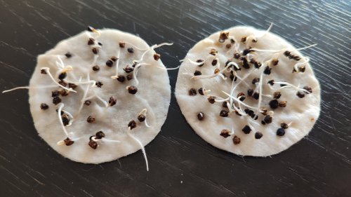 Буряк цукровий Владівський 752 пакет зіп 30г Україна