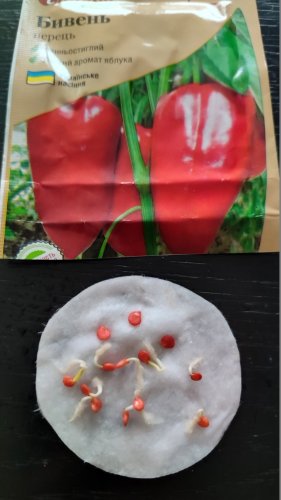 Перець Бивень 0,3г. СЦ Традиція 02.2026р