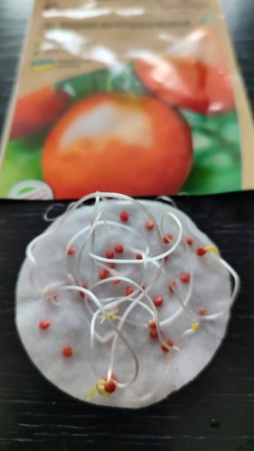 Томат Де Барао помаранчевий 0,1г. 45% схожість СЦ Традиція 01.2024р