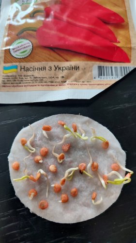 ПРОФ Перець Подарунок Молдови 5г СЦ Традиція 02.2026р