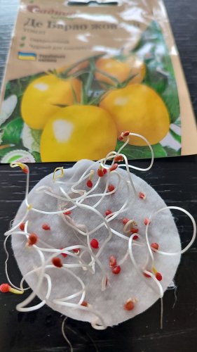 Томат Де Барао жовтий 0,1г СЦ Традиція 01.2024р 