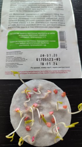 Перець Іспанський 20 нас.01.2024р схожість 100% СЦ