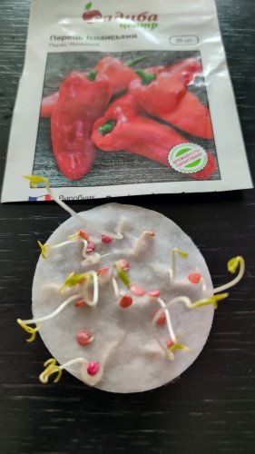 Перець Іспанський 20 нас.01.2024р схожість 100% СЦ