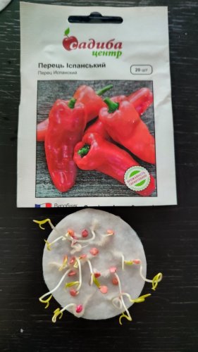 Перець Іспанський 20 нас.01.2024р схожість 100% СЦ